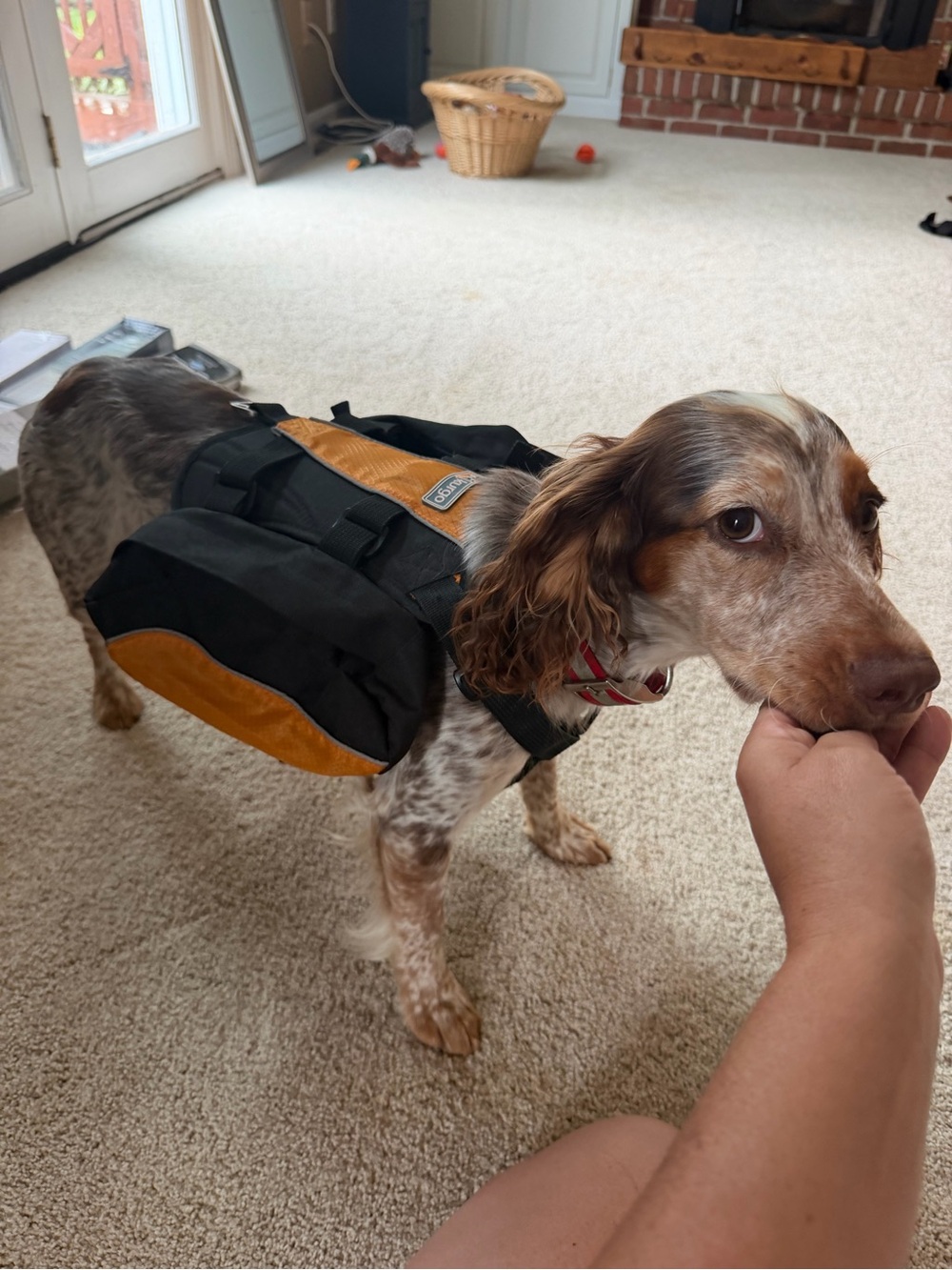 Kurgo dog hiking backpack small/medium DOG